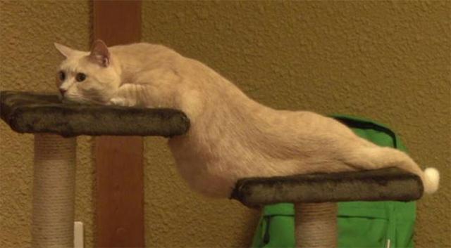 40幅图证明猫猫拥有超能力！不受物理定律规限