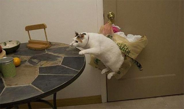 40幅图证明猫猫拥有超能力！不受物理定律规限