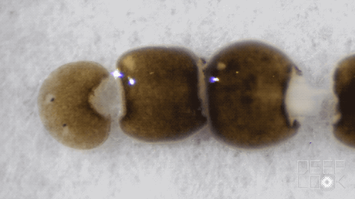 被科学家切成279块的神秘生物，拥有超强再生能力，是有多神奇？