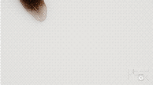 被科学家切成279块的神秘生物，拥有超强再生能力，是有多神奇？