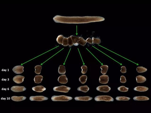 被科学家切成279块的神秘生物，拥有超强再生能力，是有多神奇？