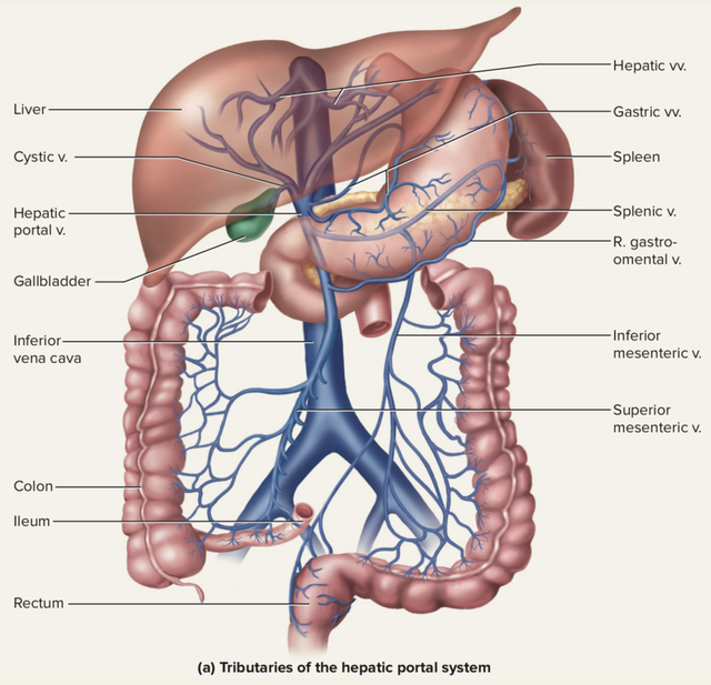 被科学家切成279块的神秘生物，拥有超强再生能力，是有多神奇？