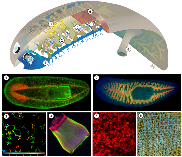 被科学家切成279块的神秘生物，拥有超强再生能力，是有多神奇？