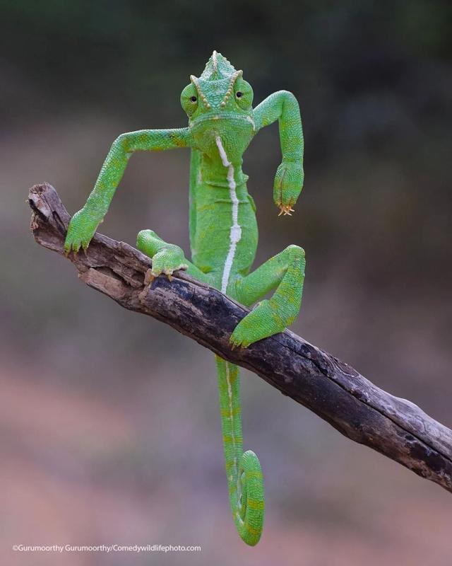 参赛作品过于奇葩，我竟笑成尖叫鸡