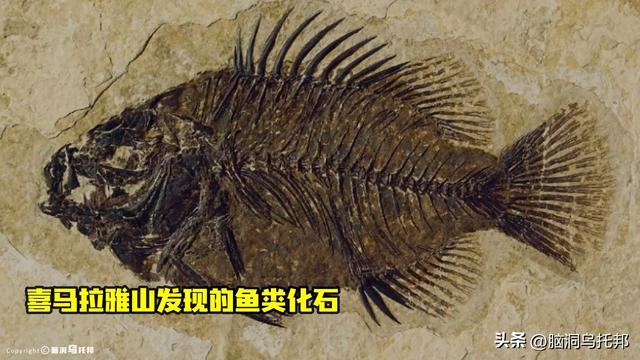 达芬奇：一位被严重低估的预言家！500年前就看到了人类的结局！