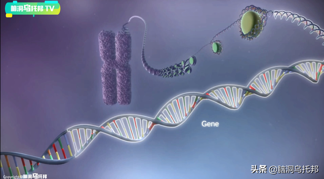 颠覆三观!这是改变你一生的影片,信念生物学：基因以外的生命奥秘