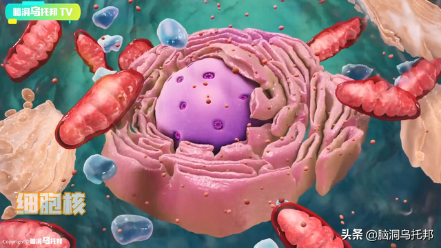 颠覆三观!这是改变你一生的影片,信念生物学：基因以外的生命奥秘