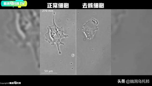 颠覆三观!这是改变你一生的影片,信念生物学：基因以外的生命奥秘