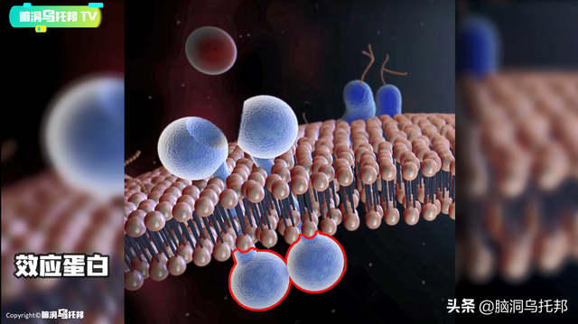 颠覆三观!这是改变你一生的影片,信念生物学：基因以外的生命奥秘