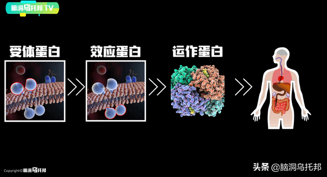 颠覆三观!这是改变你一生的影片,信念生物学：基因以外的生命奥秘