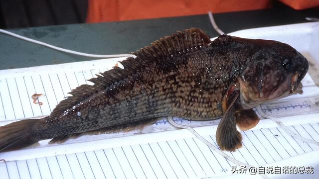 南极：地心人、血瀑布……随着今年科考深入南极却变得越来越神秘