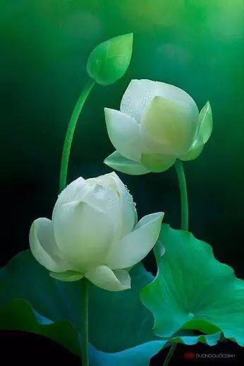 禅悟诗百首（值得收藏）